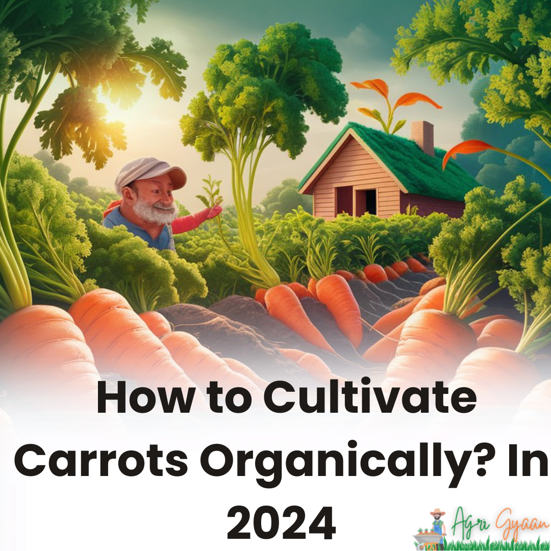  How to Cultivate Carrots Organically? In 2024